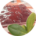 Mousse de Yoghurt sin azúcar